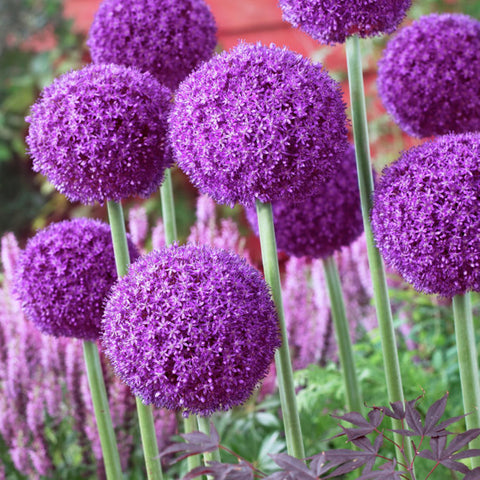 Allium - Ambassador - Giant