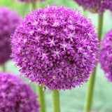 Allium - Ambassador - Giant