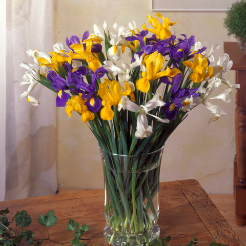 Dutch Iris - Mix - Mammoth Bulbs