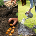 Dutch Iris - Mix - Mammoth Bulbs