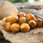Dutch Iris - Mix - Mammoth Bulbs