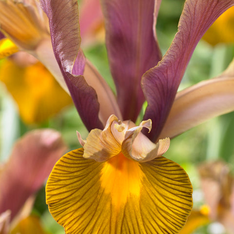 Dutch Iris - Lion King