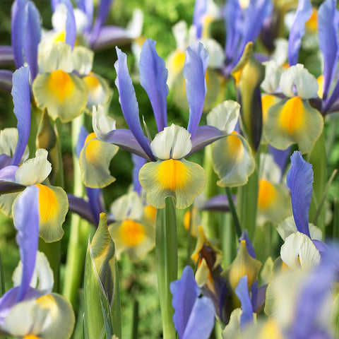 Dutch Iris - Miss Saigon