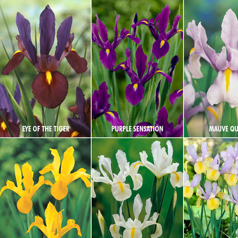 Dutch Iris - Lover's Collection