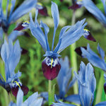 Dwarf Iris - Iris reticulata - Halkis