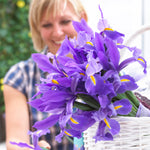 Dutch Iris - Sapphire Beauty