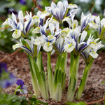 Dwarf Iris - Iris reticulata - Eye Catcher