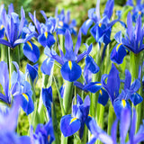 Dutch Iris - Classic Blue - Pantone 2020 Color of the Year
