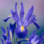 Dutch Iris - Classic Blue - Pantone 2020 Color of the Year