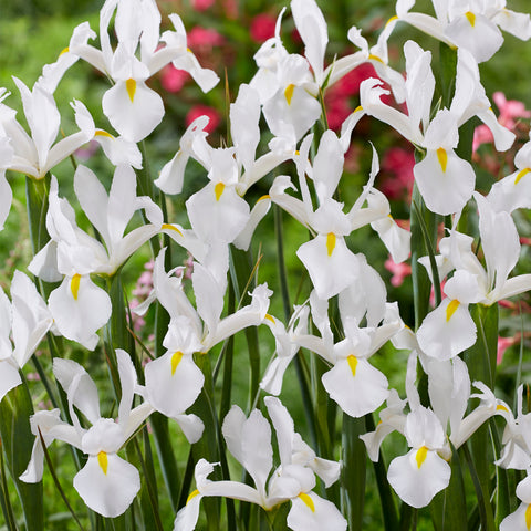 Dutch Iris - White Van Vliet