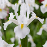 Dutch Iris - White Van Vliet