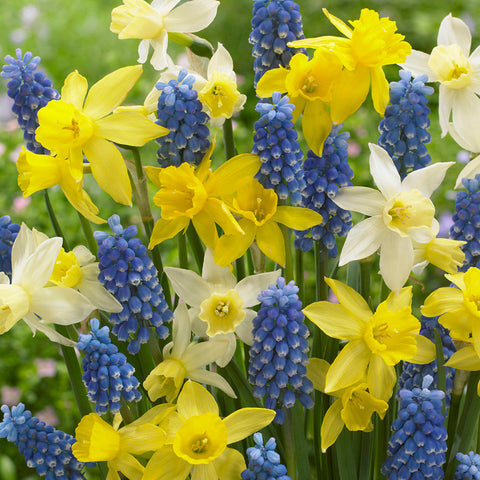 Daffodil & Muscari - Spring Surprise Blend