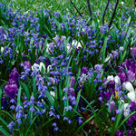 Crocus & Scilla - Blue Artisan Bulb Blend
