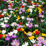 Tulips & Crocus - Karma Cottage Garden Blend