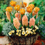 Tulip, Hyacinth & Crocus - Apricot Sunset Blend