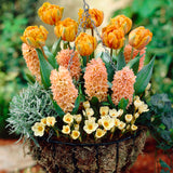 Tulip, Hyacinth & Crocus - Apricot Sunset Blend