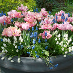 Tulip & Muscari - Spring Bulb Garden
