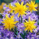 Daffodil & Chionodoxa - Years Of Blooms Garden