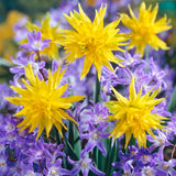 Daffodil & Chionodoxa - Years Of Blooms Garden