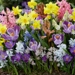 Narcissus, Crocus, Muscari, Scilla & Chionodoxa - Spring Time Favorites - Cottage Garden - Bulb Collection