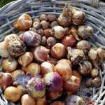 Narcissus, Crocus, Muscari, Scilla & Chionodoxa - Spring Time Favorites - Cottage Garden - Bulb Collection