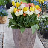 Tulip - Patio Kit - with Decorative Faux Rattan Planter, Medium & Gloves
