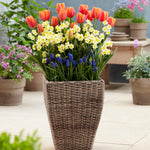 Spring Blooming - Patio Kit - with Decorative Faux Rattan Planter, Medium & Gloves