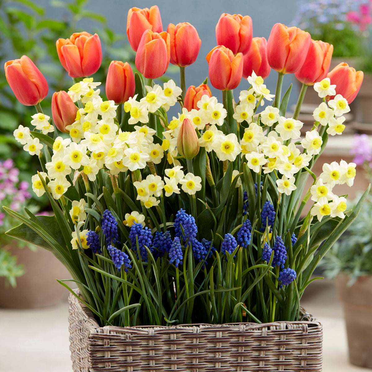 Spring Blooming Patio Kit with Decorative Faux Rattan Planter, Med