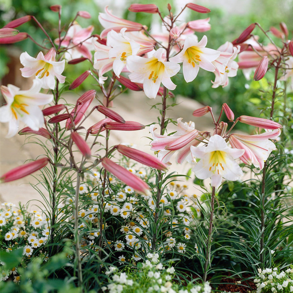 lily trumpet flower Lily - Trumpet