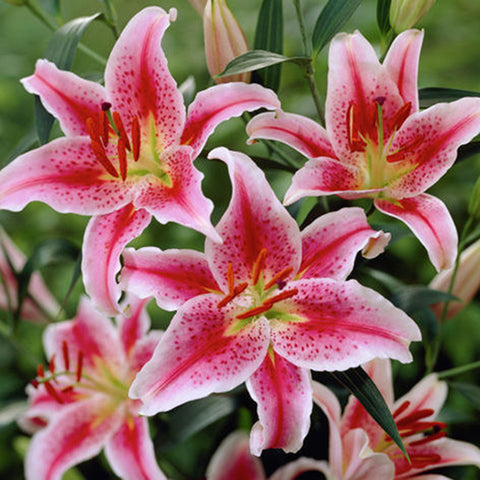 Lily - Oriental - Stargazer