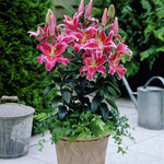 Lily - Oriental - Stargazer