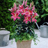 Lily - Oriental - Stargazer