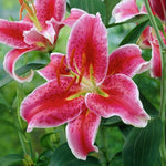 Lily - Oriental - Stargazer