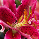 Lily - Oriental - Stargazer