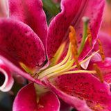Lily - Oriental - Stargazer