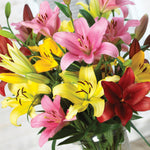 Lily - Asiatic - Mix