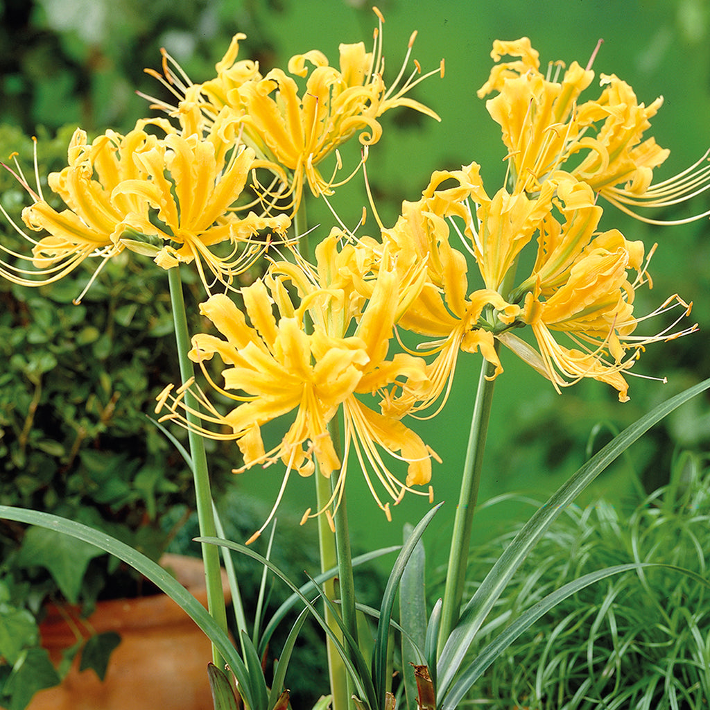 Lycoris - Aurea – Plantcetera