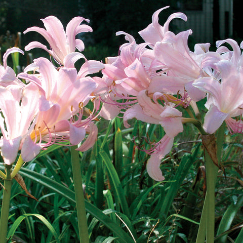 Lycoris - Squamigera