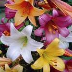 Lily - Trumpet - Giant Mix