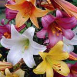 Lily - Trumpet - Giant Mix