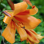 Lily - Trumpet - Giant Mix