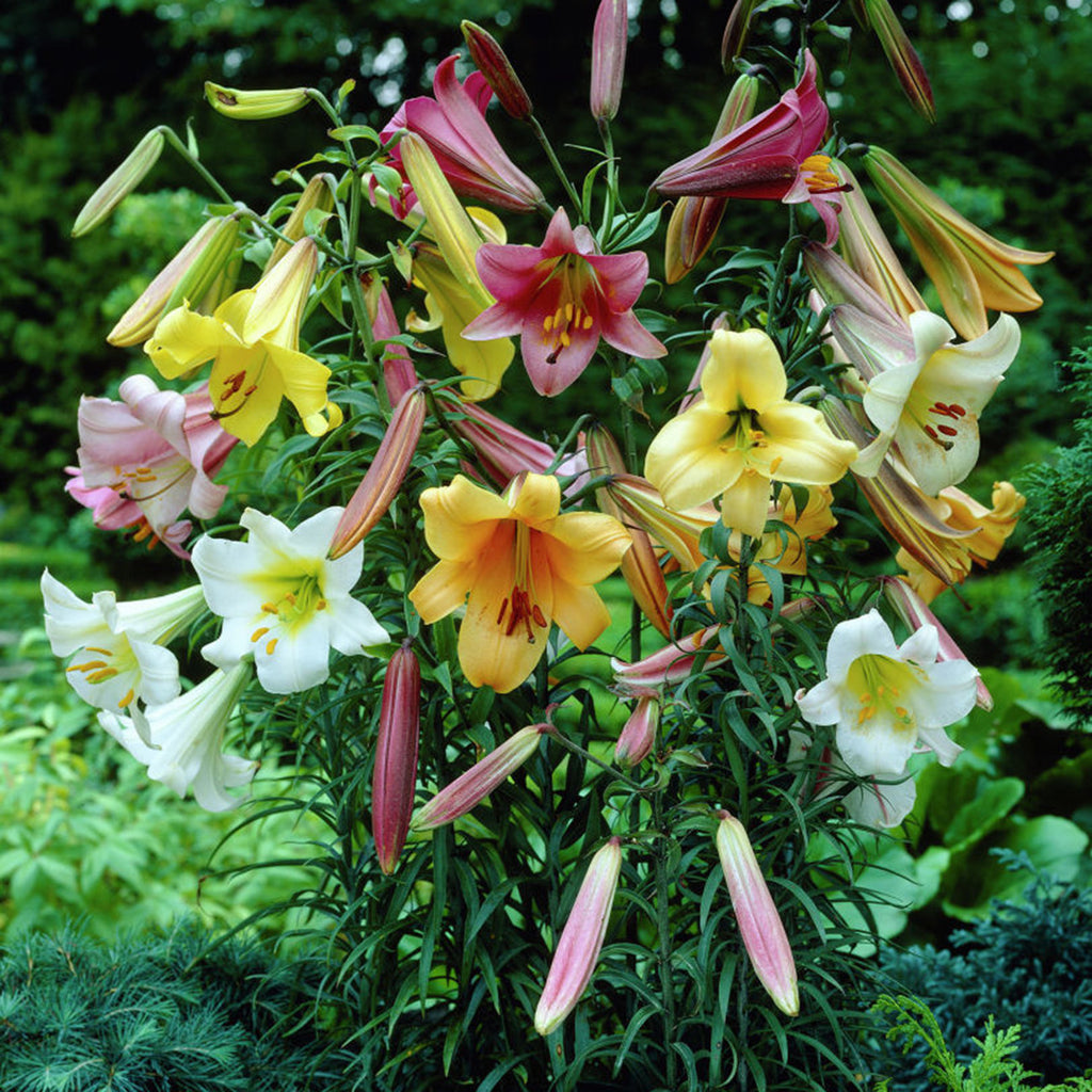 Trumpet Asiatic Lily Bulbs - Night Rider, Flower Bulbs