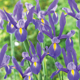 Dutch Iris - Blue Ribbon
