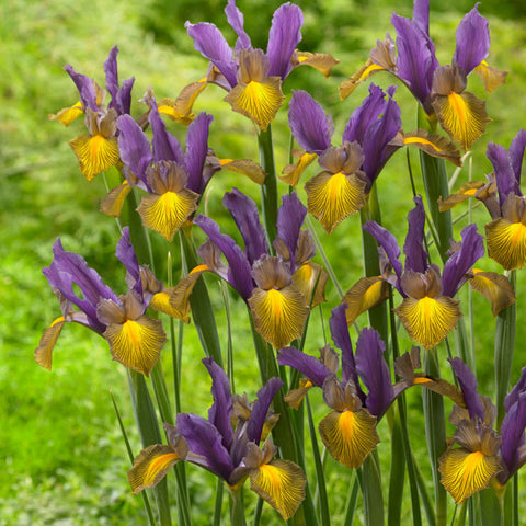 Dutch Iris - Picasso