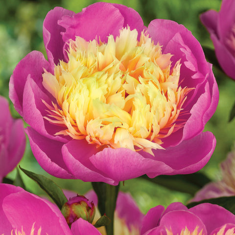 Peony