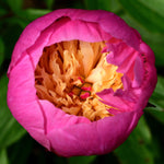 Peony - Bowl Of Beauty