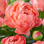 Peony -  Living Coral - 2019 Color Of The Year