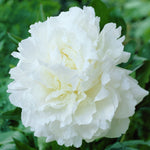 Peony - Mother's Choice