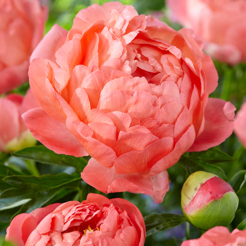 Peony - Coral Sunset