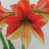Amaryllis - Half & Half